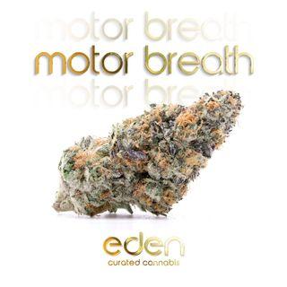 Featured Flower: Motor Breath