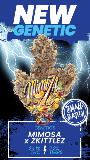 New Genetic Release: Mimosa x Zkittlez - Cannabis deal image